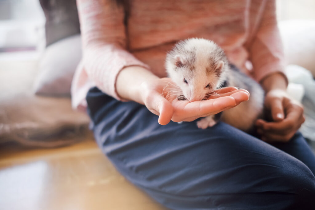 Woman holding a farret