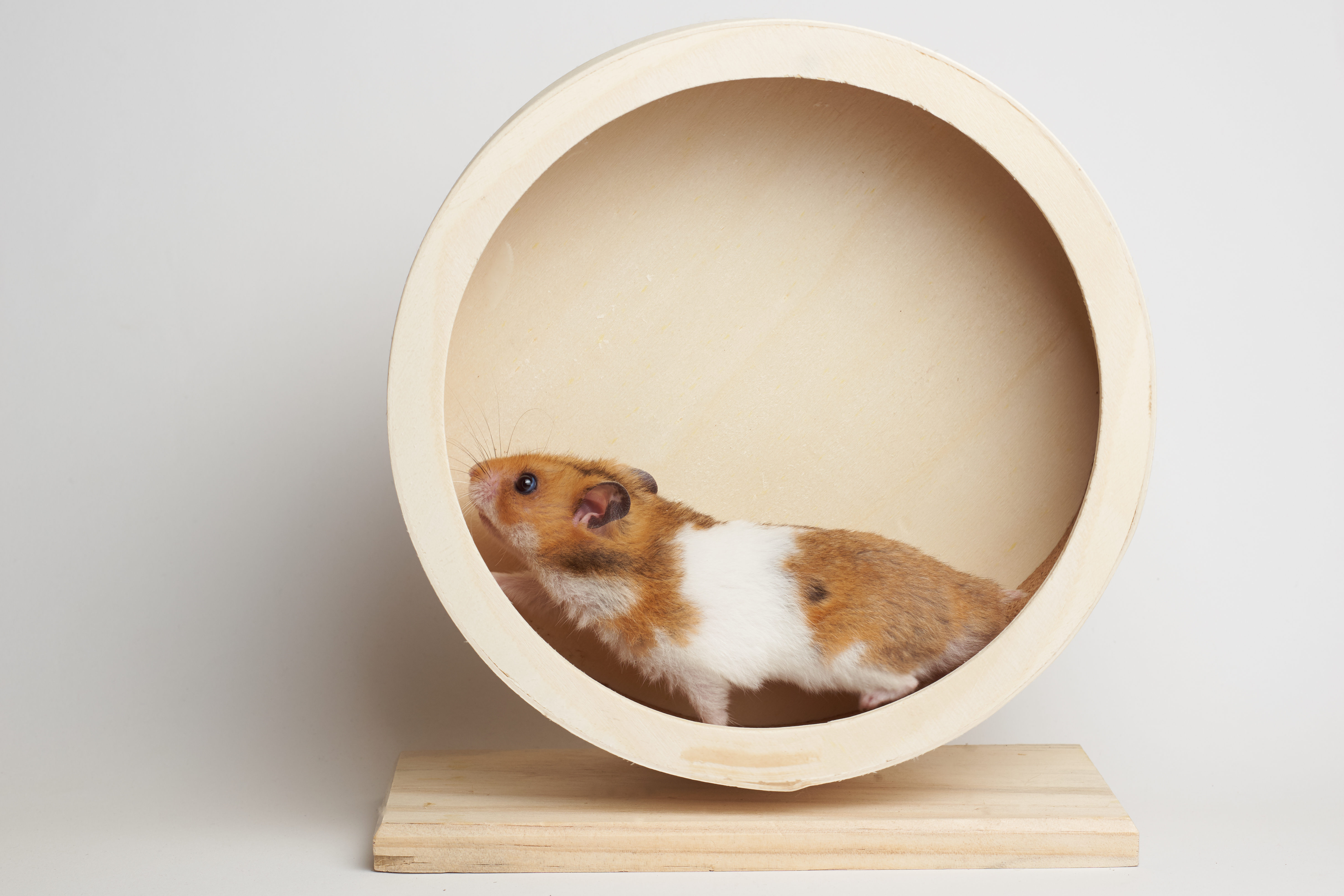 Hampster running in a wheel